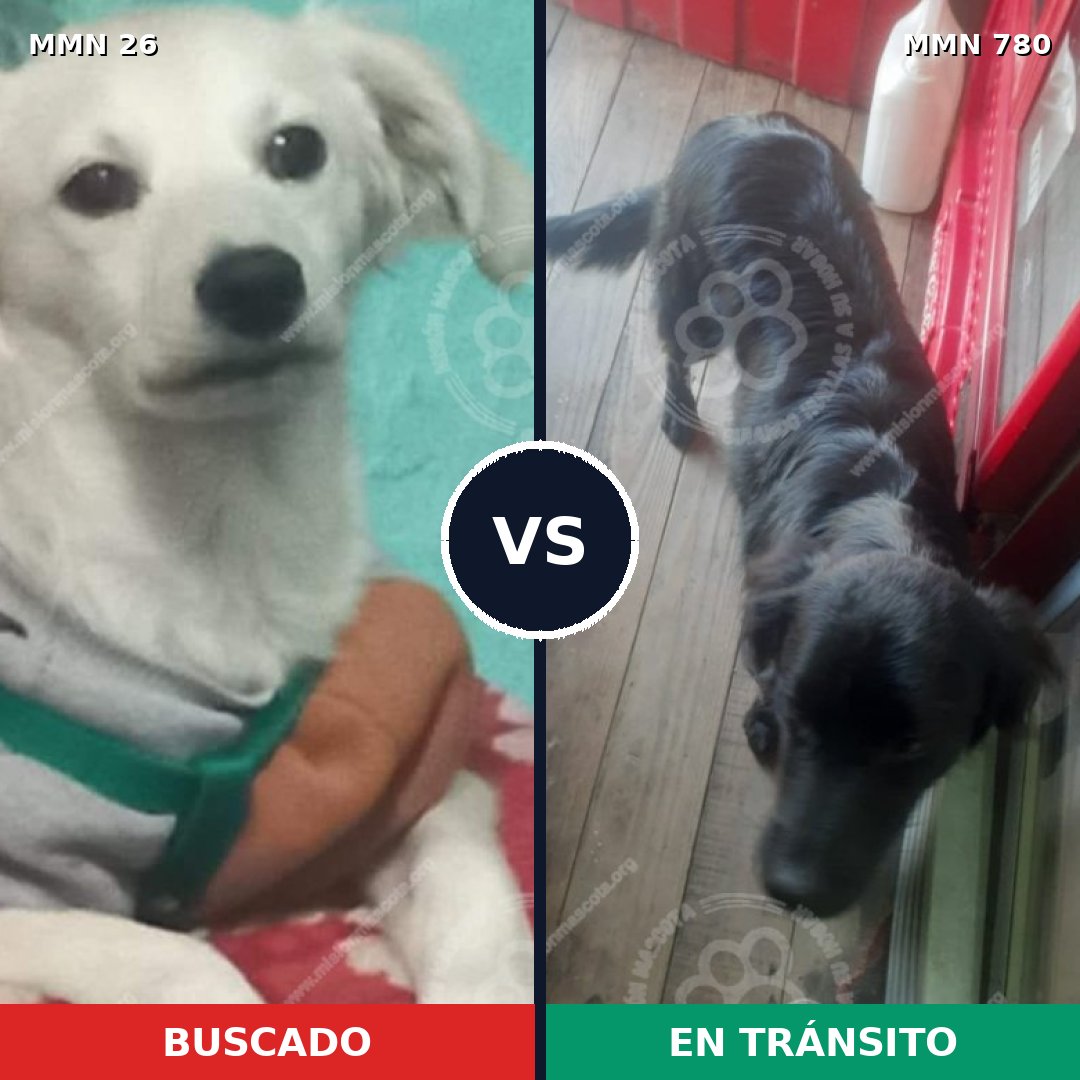 Comparativa MMS 16074: mascota perdida y mascota encontrada, 0% de similitud