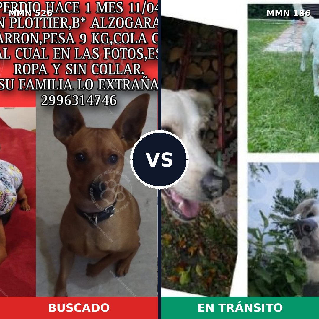 Comparativa MMS 16076: mascota perdida y mascota encontrada, 30% de similitud