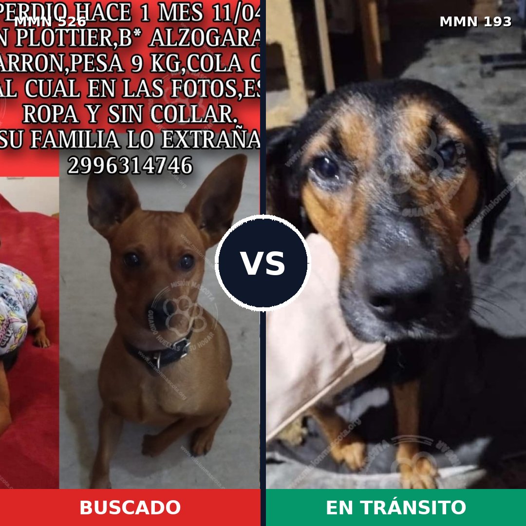Comparativa MMS 16078: mascota perdida y mascota encontrada, 27% de similitud