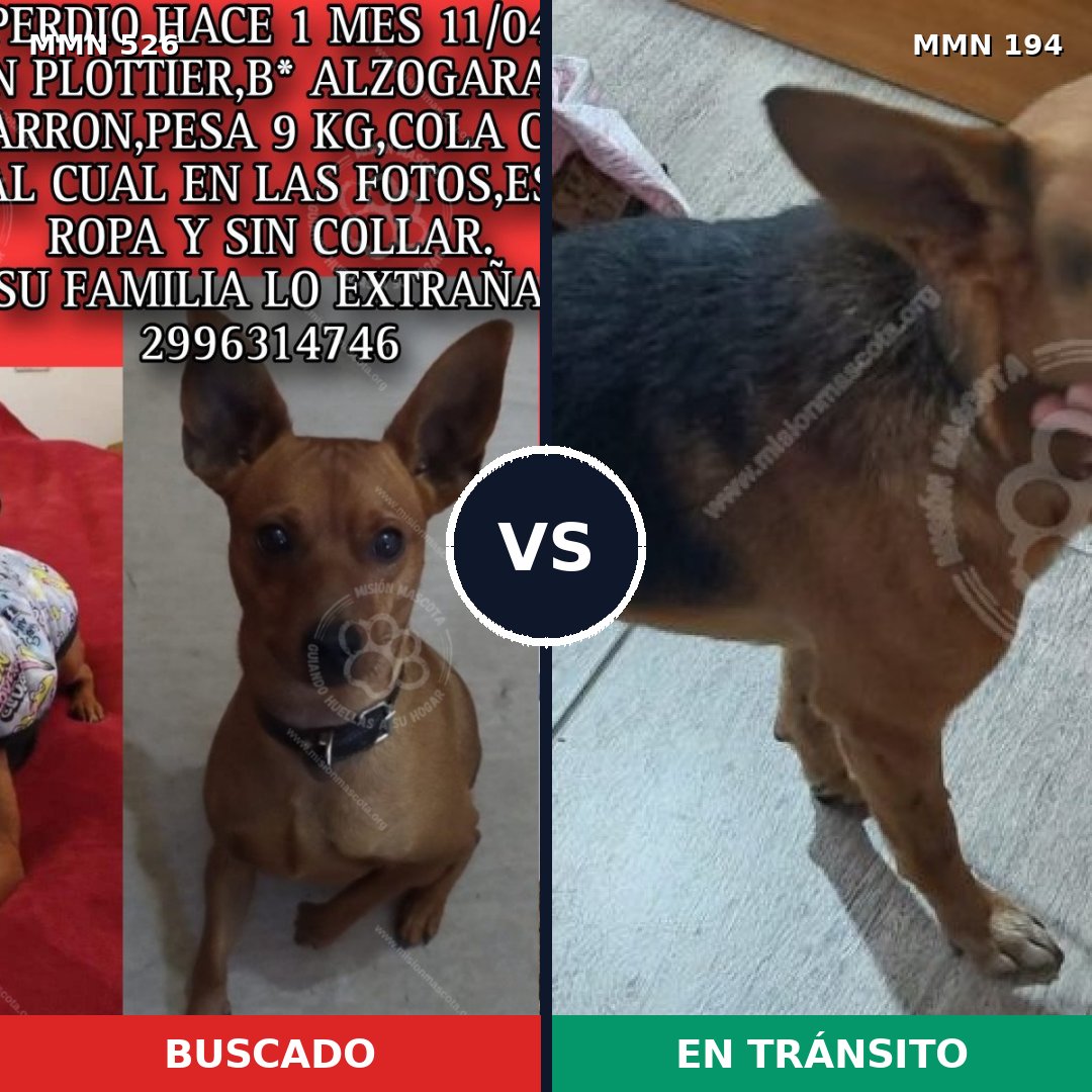 Comparativa MMS 16079: mascota perdida y mascota encontrada, 29% de similitud