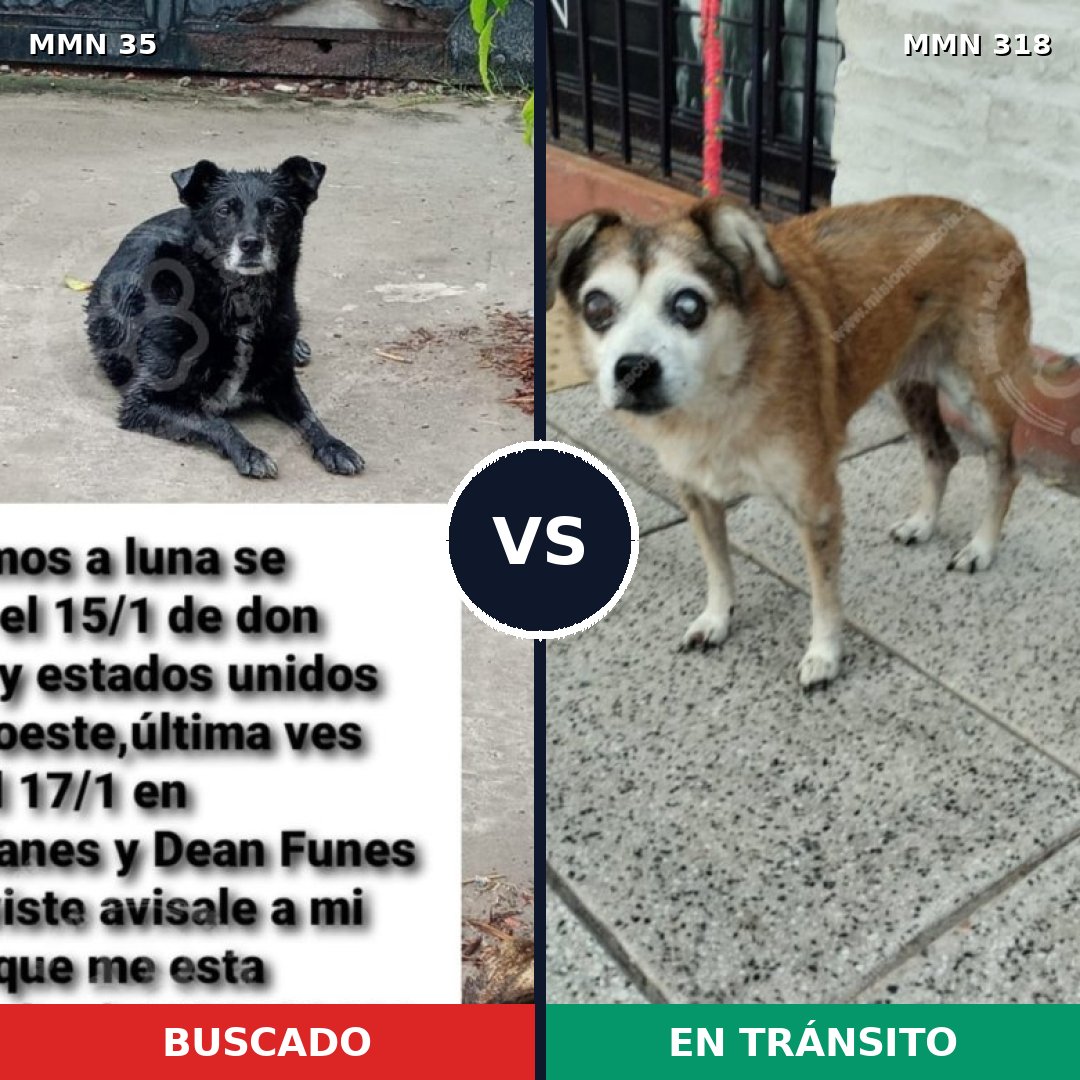 Comparativa MMS 1608: mascota perdida y mascota encontrada, 62% de similitud