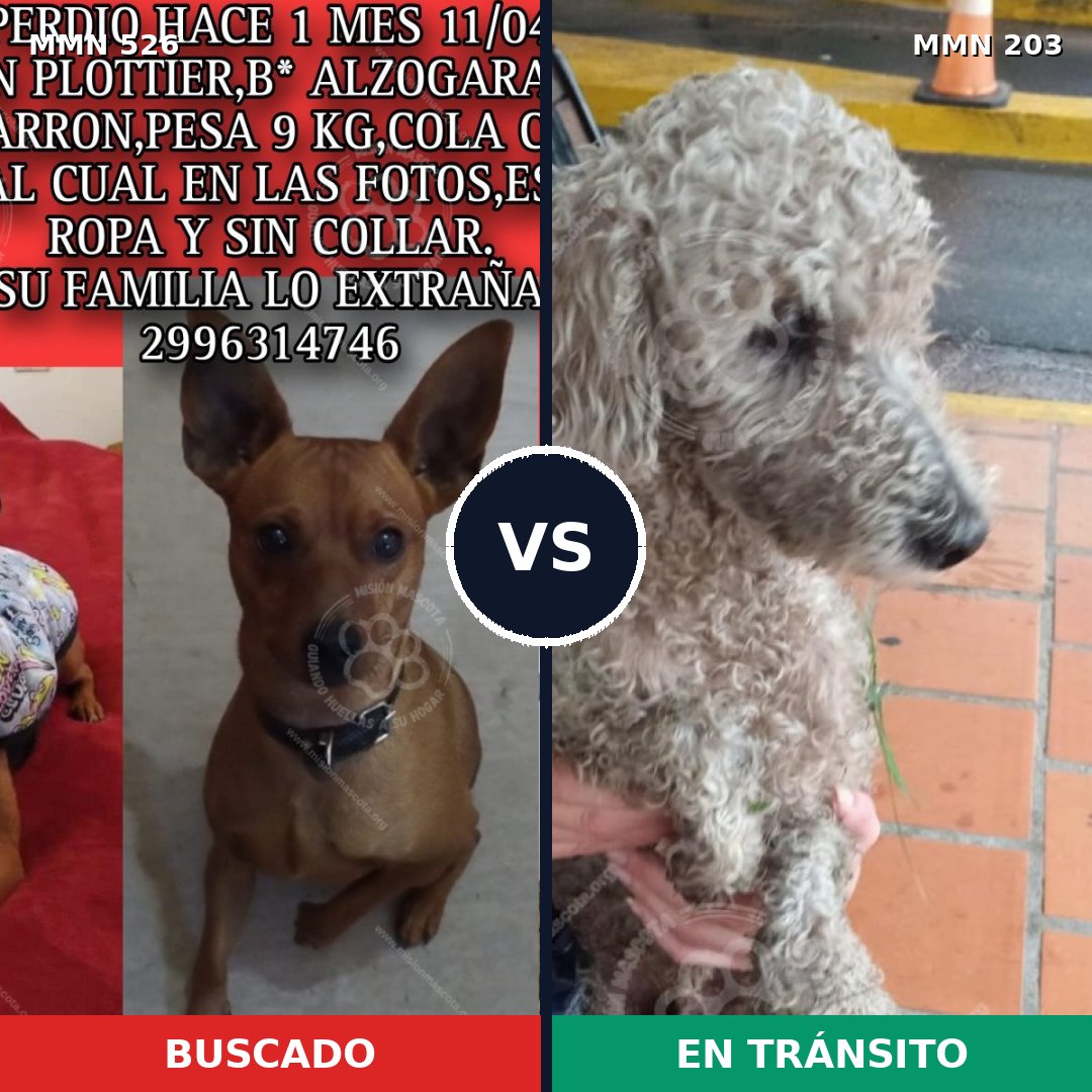 Comparativa MMS 16080: mascota perdida y mascota encontrada, 46% de similitud