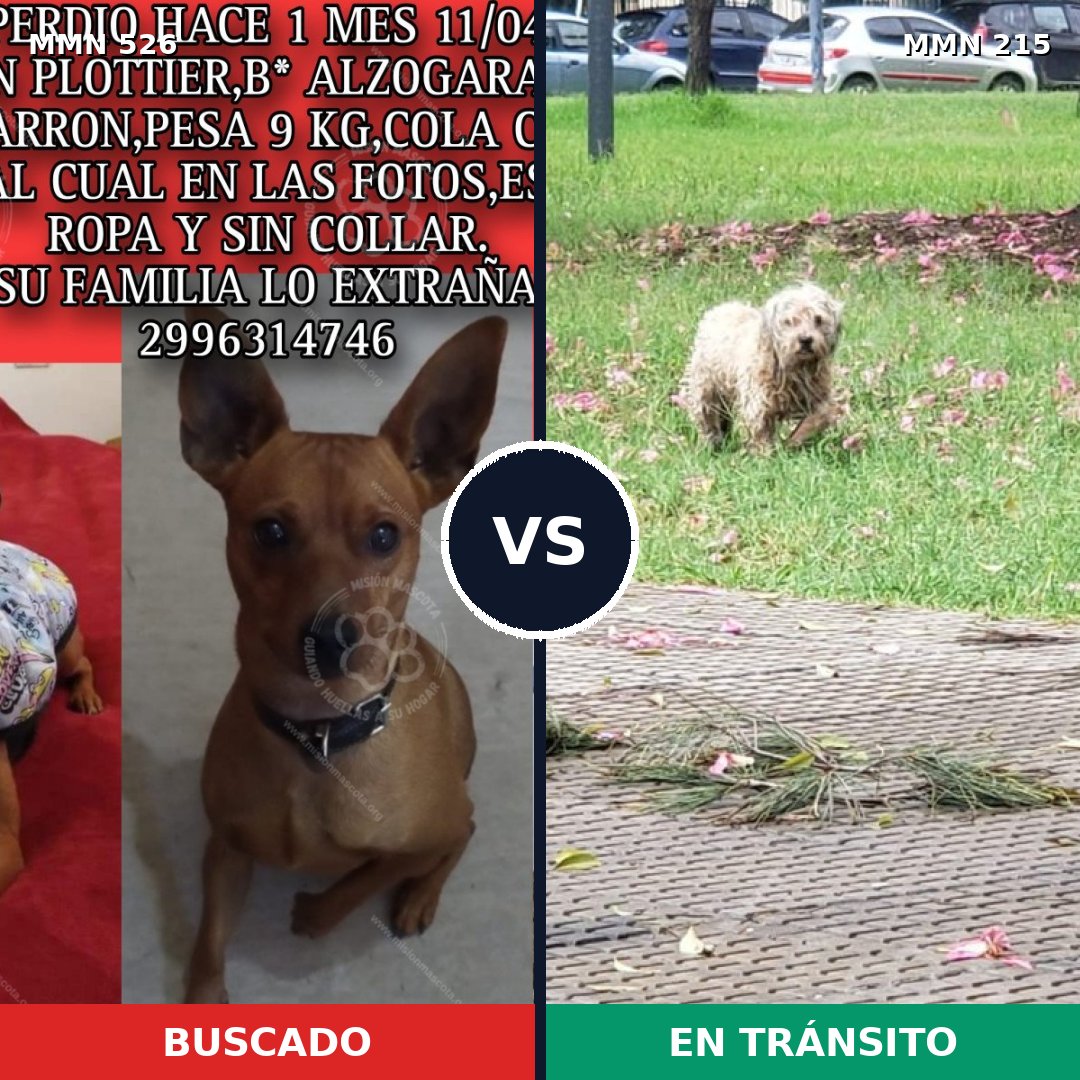 Comparativa MMS 16081: mascota perdida y mascota encontrada, 29% de similitud