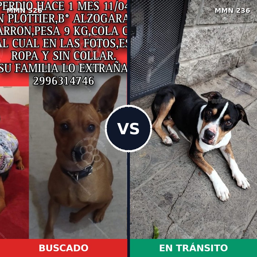 Comparativa MMS 16082: mascota perdida y mascota encontrada, 37% de similitud