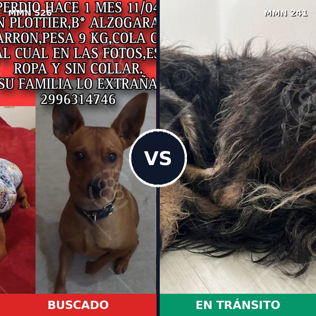 Comparativa MMS 16083: mascota perdida y mascota encontrada, 29% de similitud