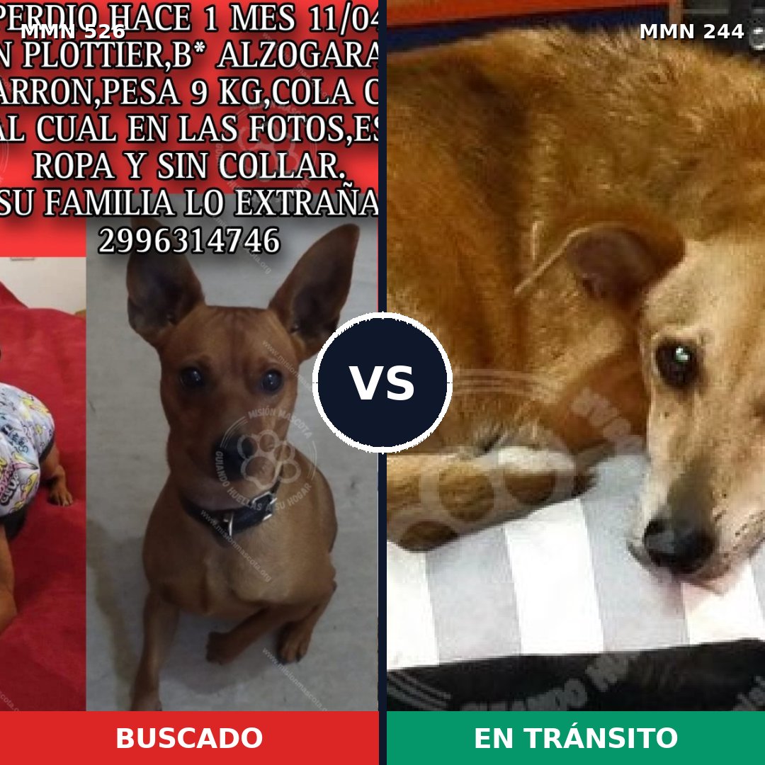Comparativa MMS 16084: mascota perdida y mascota encontrada, 27% de similitud