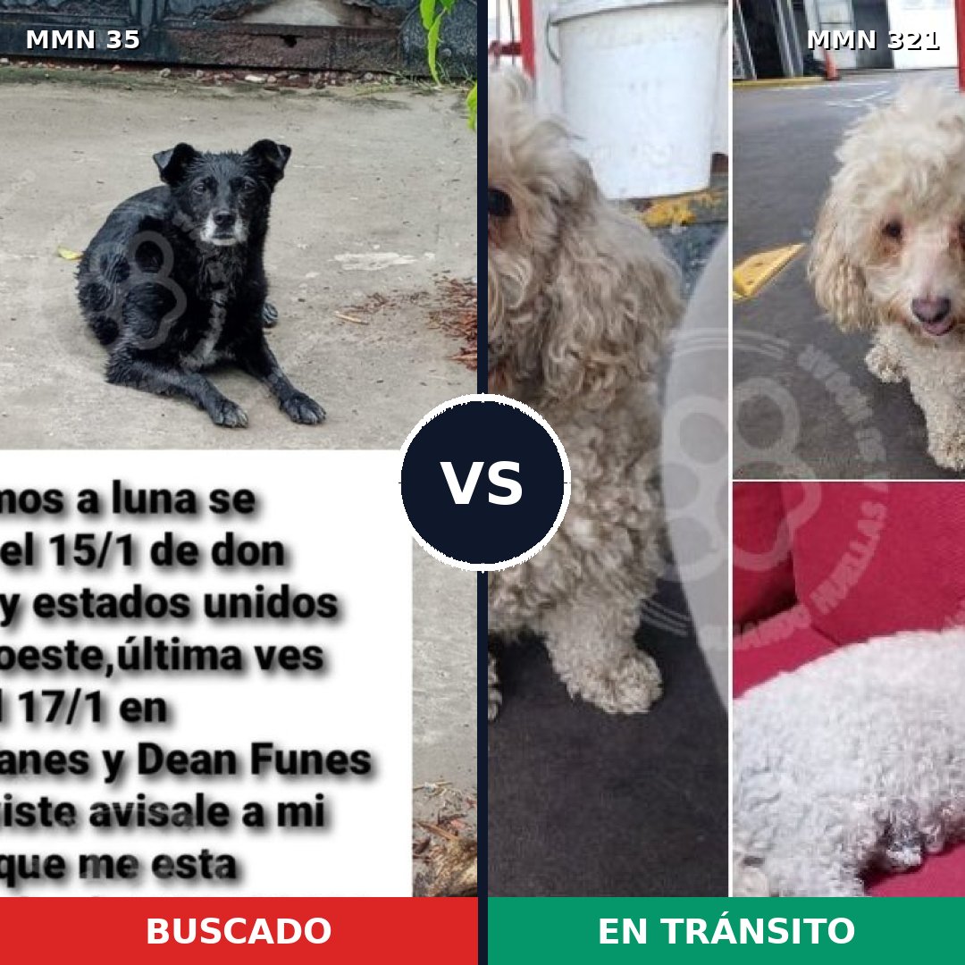 Comparativa MMS 1609: mascota perdida y mascota encontrada, 25% de similitud