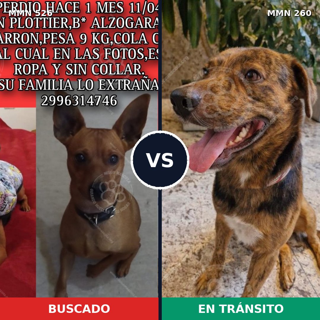 Comparativa MMS 16090: mascota perdida y mascota encontrada, 15% de similitud