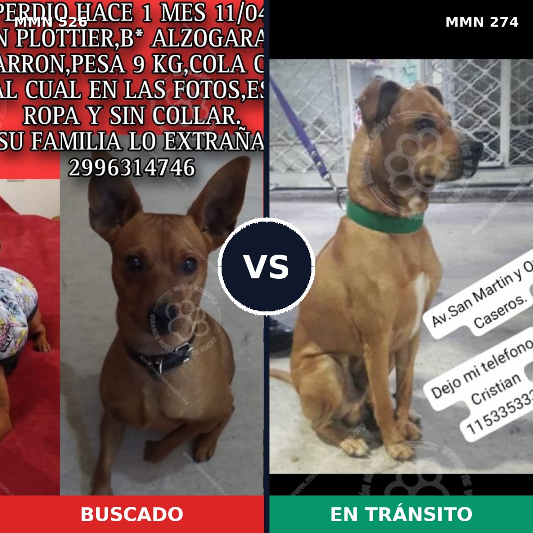 Comparativa MMS 16092: mascota perdida y mascota encontrada, 21% de similitud
