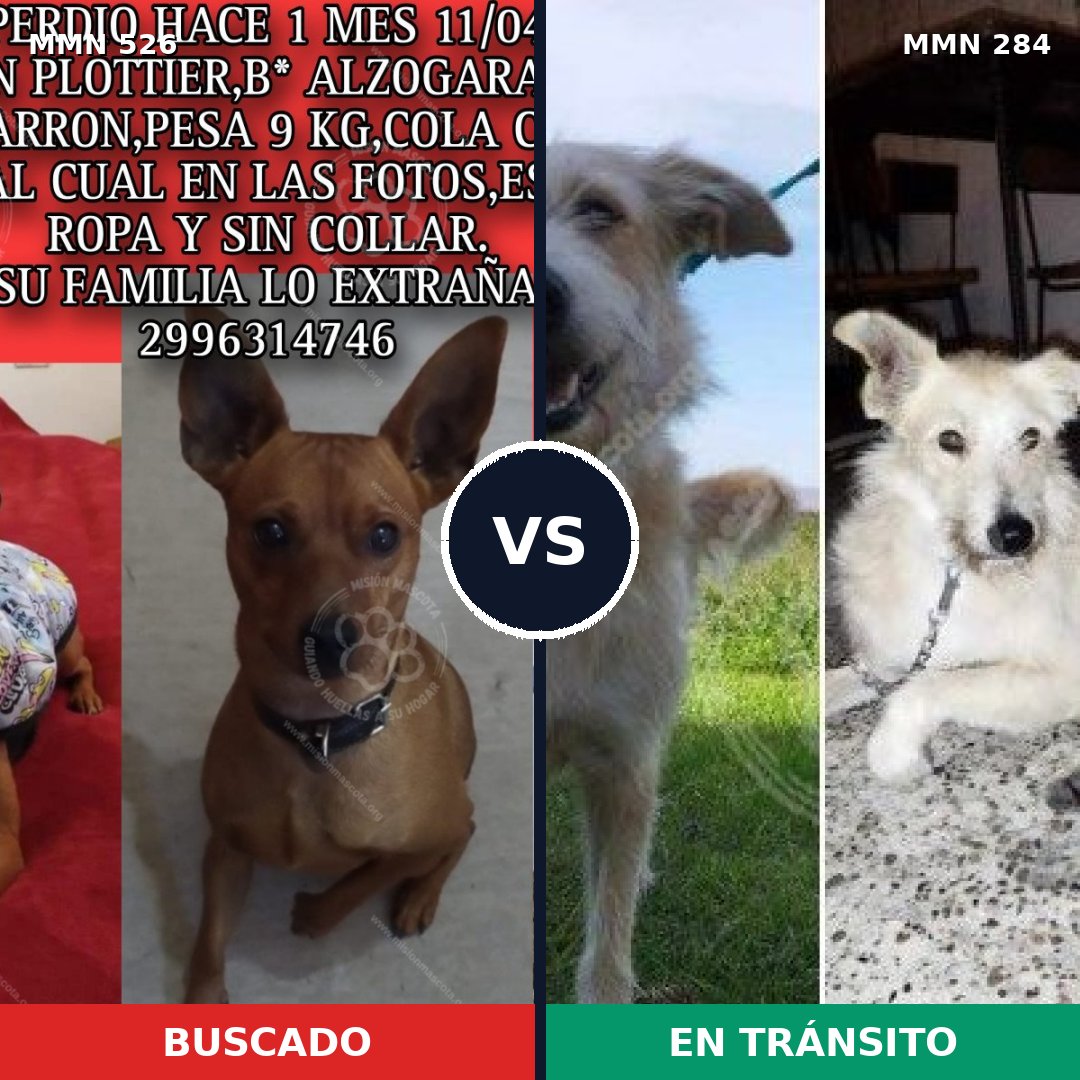 Comparativa MMS 16093: mascota perdida y mascota encontrada, 22% de similitud