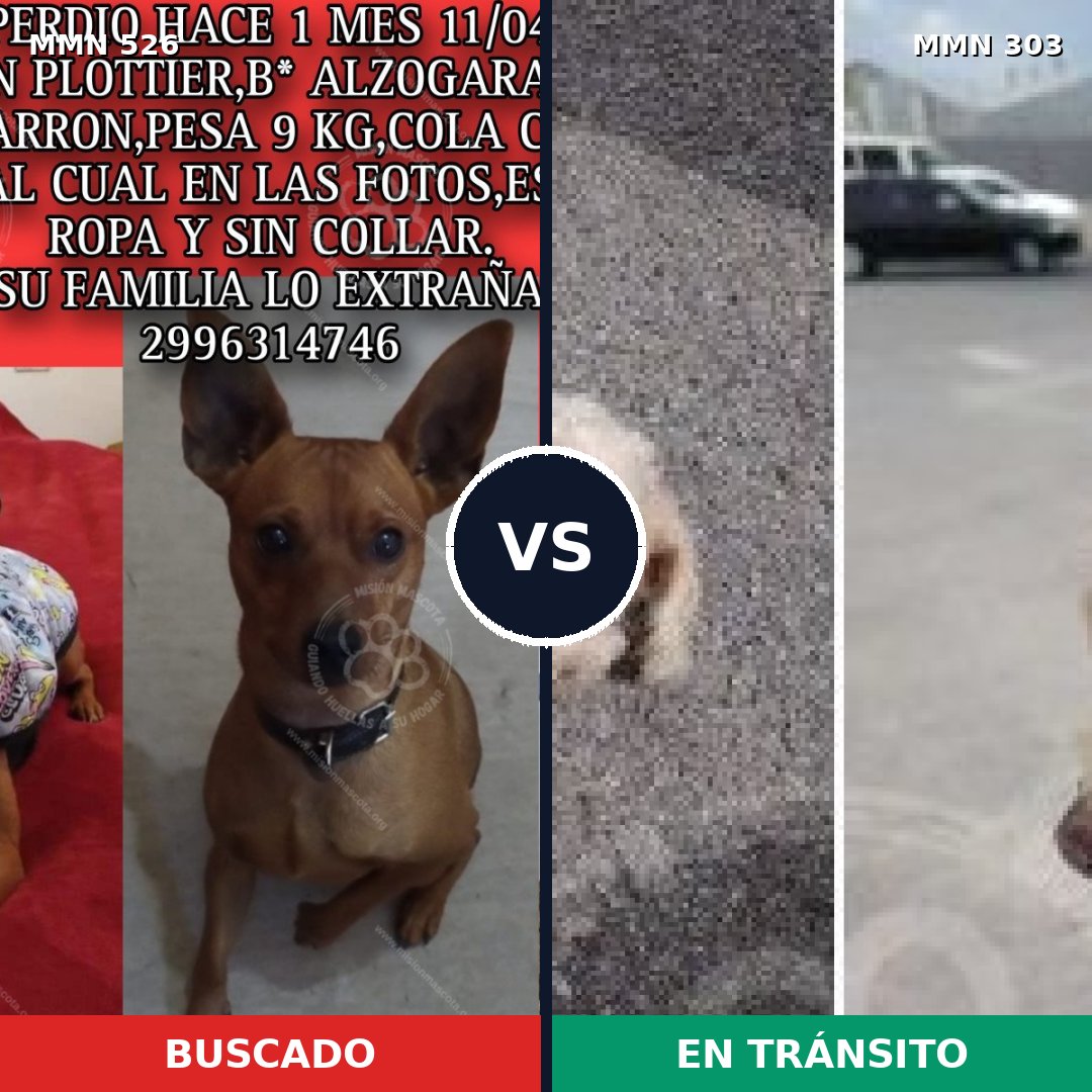 Comparativa MMS 16094: mascota perdida y mascota encontrada, 42% de similitud