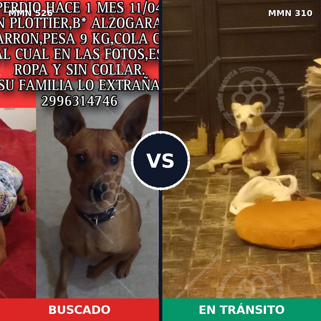 Comparativa MMS 16095: mascota perdida y mascota encontrada, 23% de similitud