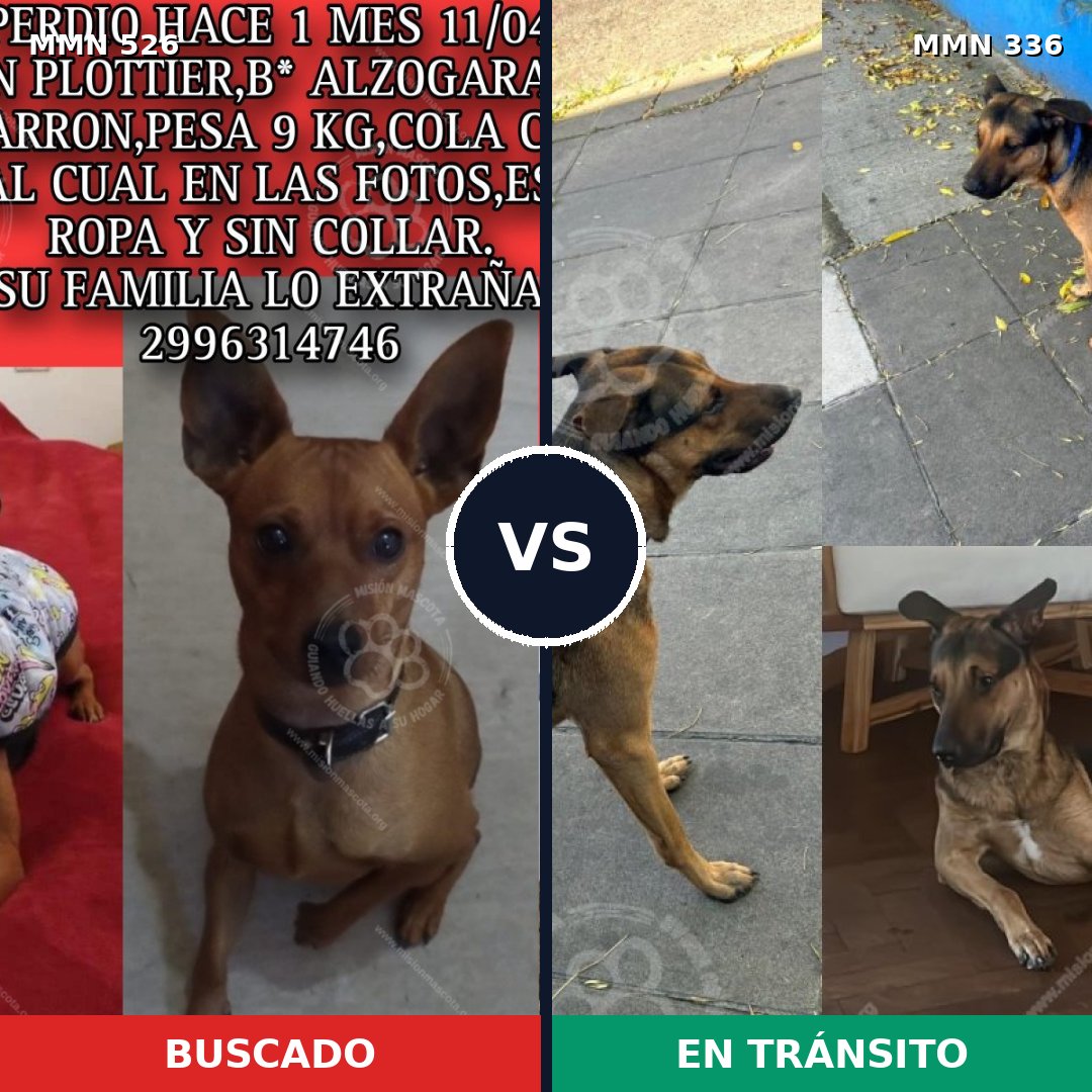 Comparativa MMS 16097: mascota perdida y mascota encontrada, 24% de similitud