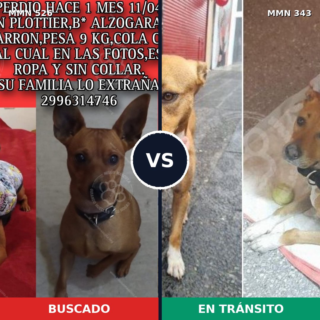 Comparativa MMS 16098: mascota perdida y mascota encontrada, 24% de similitud