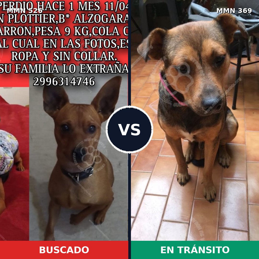 Comparativa MMS 16099: mascota perdida y mascota encontrada, 30% de similitud