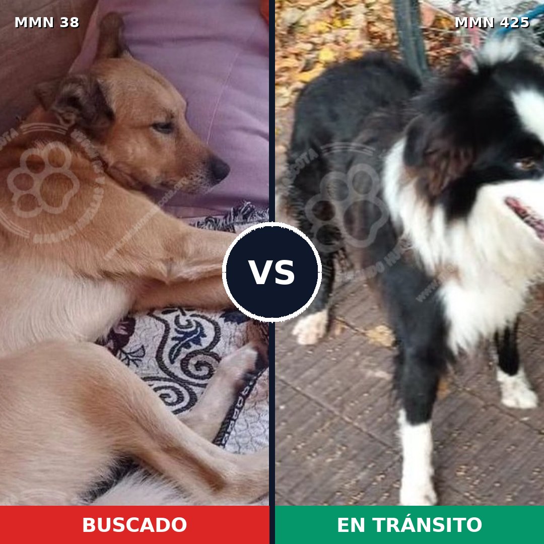 Comparativa MMS 161: mascota perdida y mascota encontrada, 55% de similitud