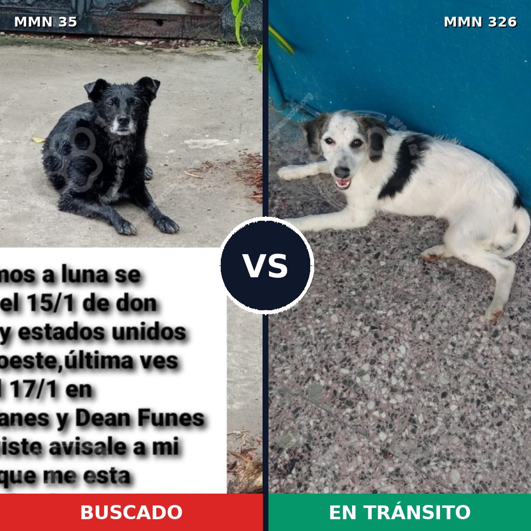 Comparativa MMS 1610: mascota perdida y mascota encontrada, 69% de similitud