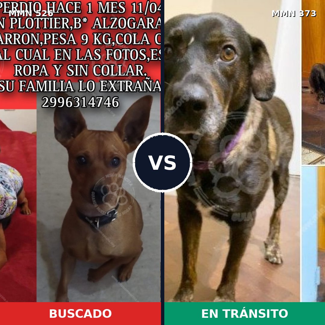 Comparativa MMS 16100: mascota perdida y mascota encontrada, 22% de similitud