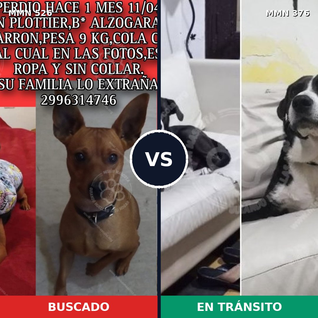 Comparativa MMS 16101: mascota perdida y mascota encontrada, 22% de similitud
