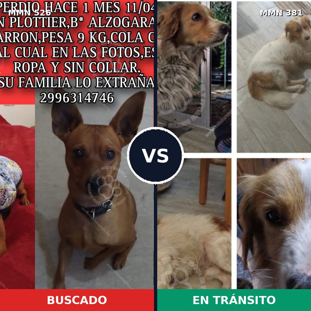 Comparativa MMS 16103: mascota perdida y mascota encontrada, 23% de similitud