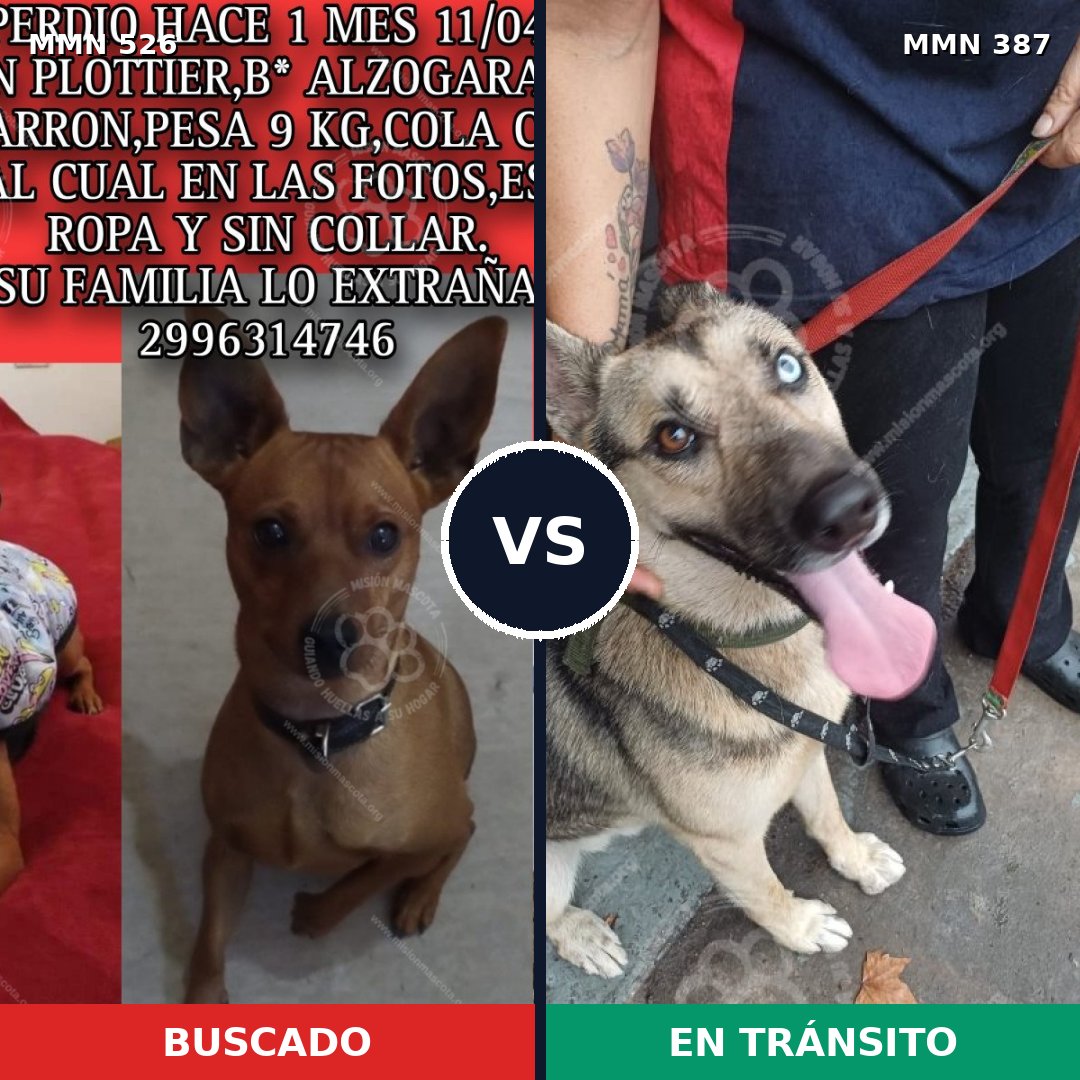 Comparativa MMS 16104: mascota perdida y mascota encontrada, 26% de similitud