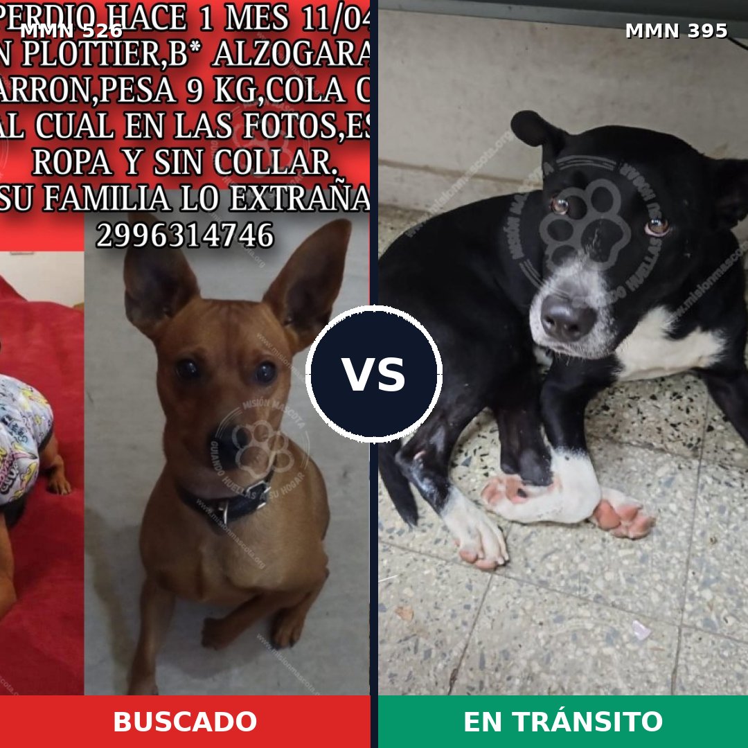 Comparativa MMS 16105: mascota perdida y mascota encontrada, 24% de similitud