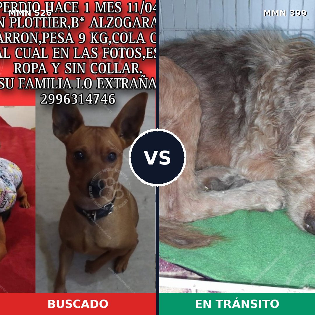 Comparativa MMS 16106: mascota perdida y mascota encontrada, 22% de similitud