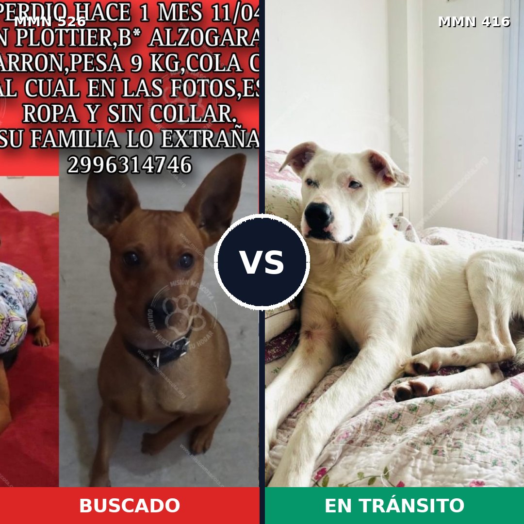 Comparativa MMS 16107: mascota perdida y mascota encontrada, 11% de similitud