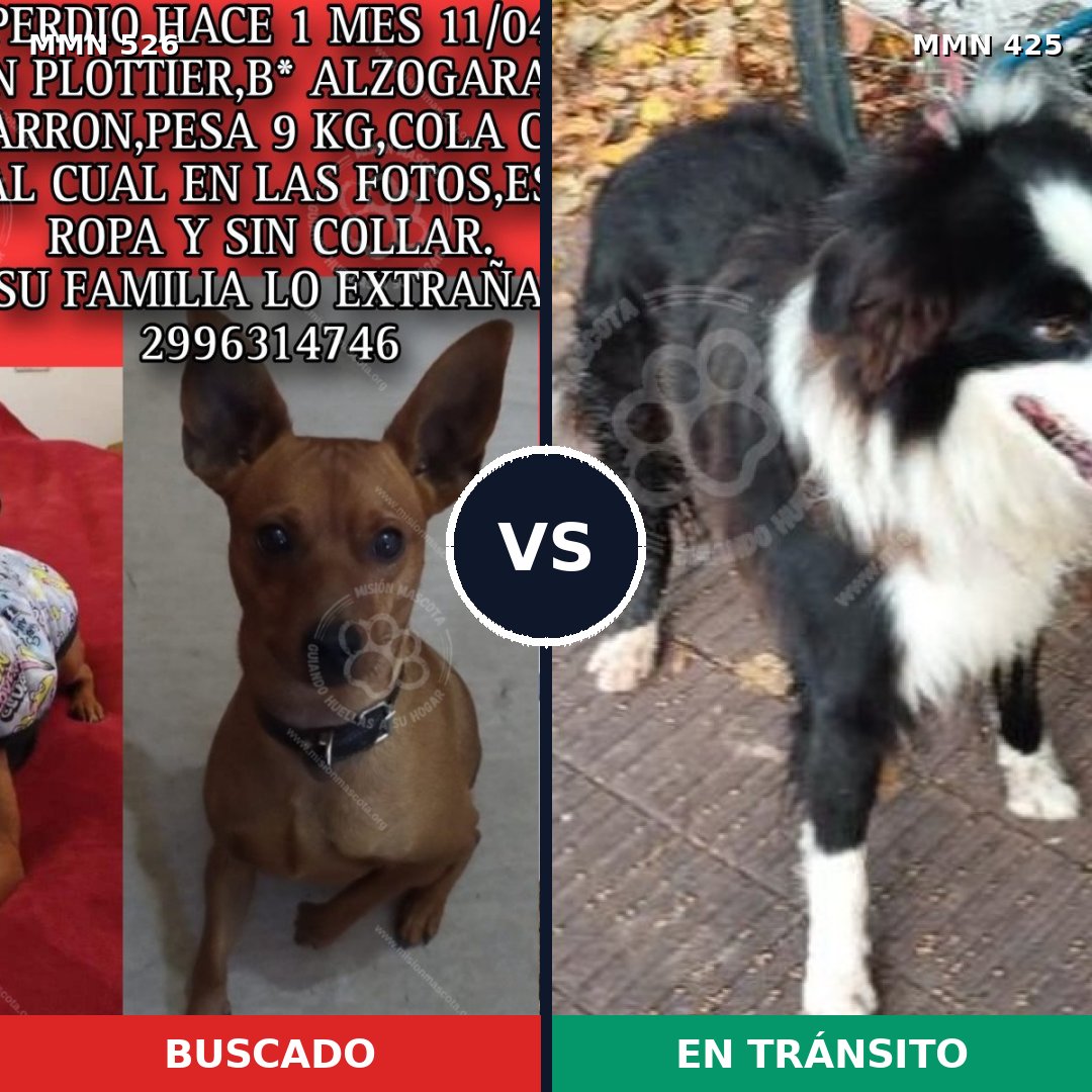 Comparativa MMS 16109: mascota perdida y mascota encontrada, 10% de similitud