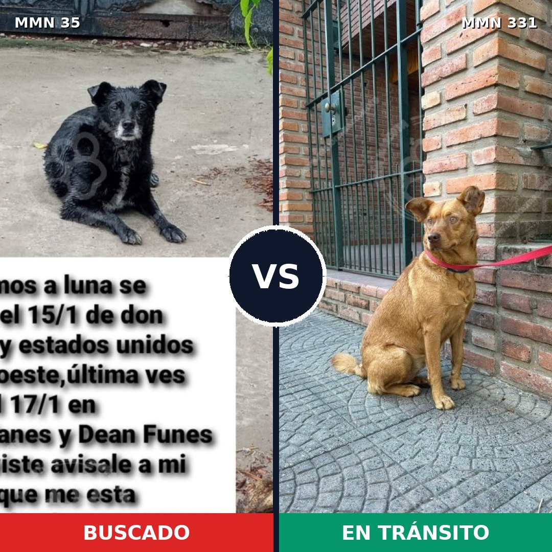 Comparativa MMS 1611: mascota perdida y mascota encontrada, 57% de similitud