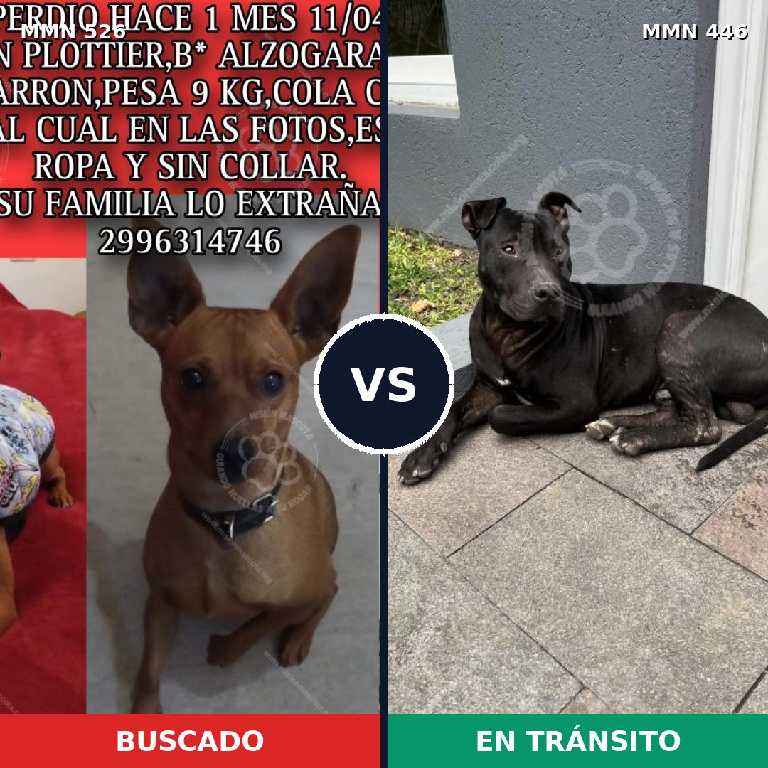 Comparativa MMS 16112: mascota perdida y mascota encontrada, 24% de similitud