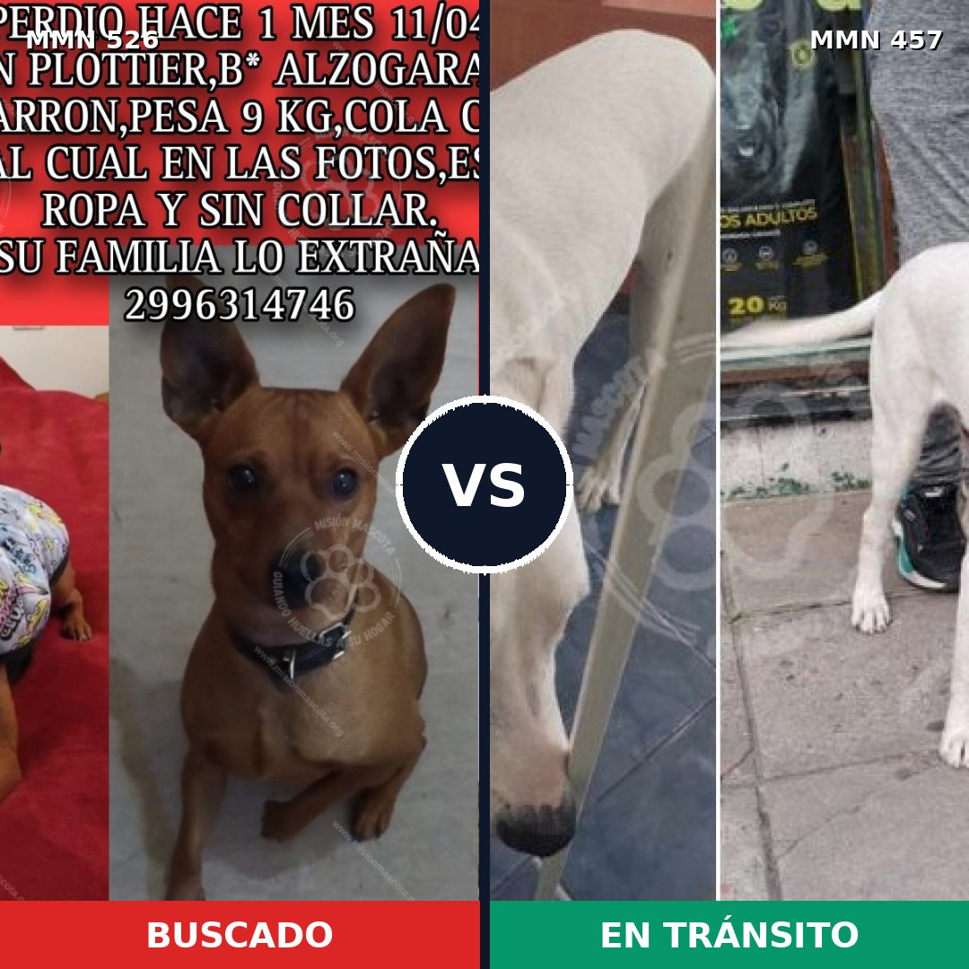 Comparativa MMS 16113: mascota perdida y mascota encontrada, 21% de similitud
