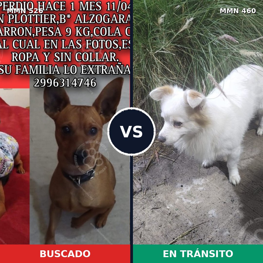 Comparativa MMS 16114: mascota perdida y mascota encontrada, 33% de similitud