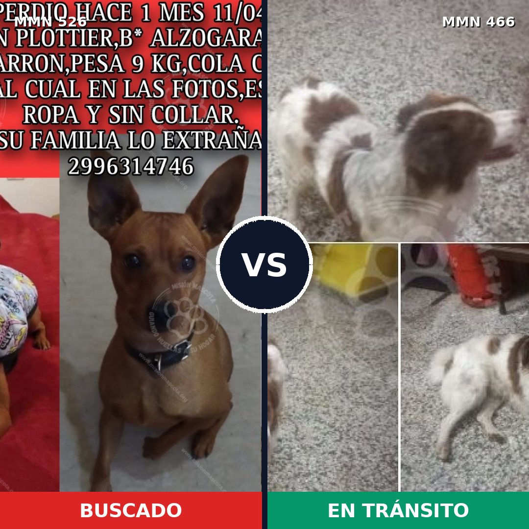 Comparativa MMS 16115: mascota perdida y mascota encontrada, 22% de similitud