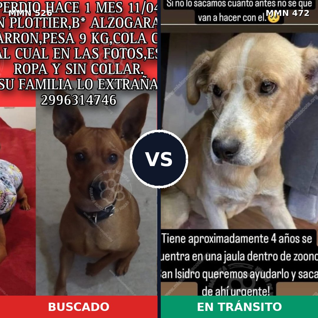 Comparativa MMS 16116: mascota perdida y mascota encontrada, 24% de similitud