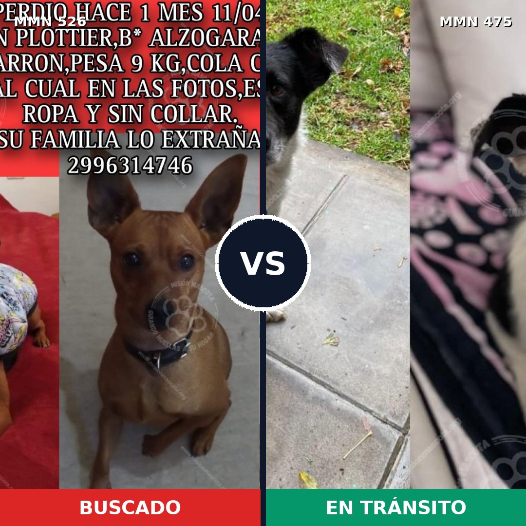 Comparativa MMS 16117: mascota perdida y mascota encontrada, 24% de similitud