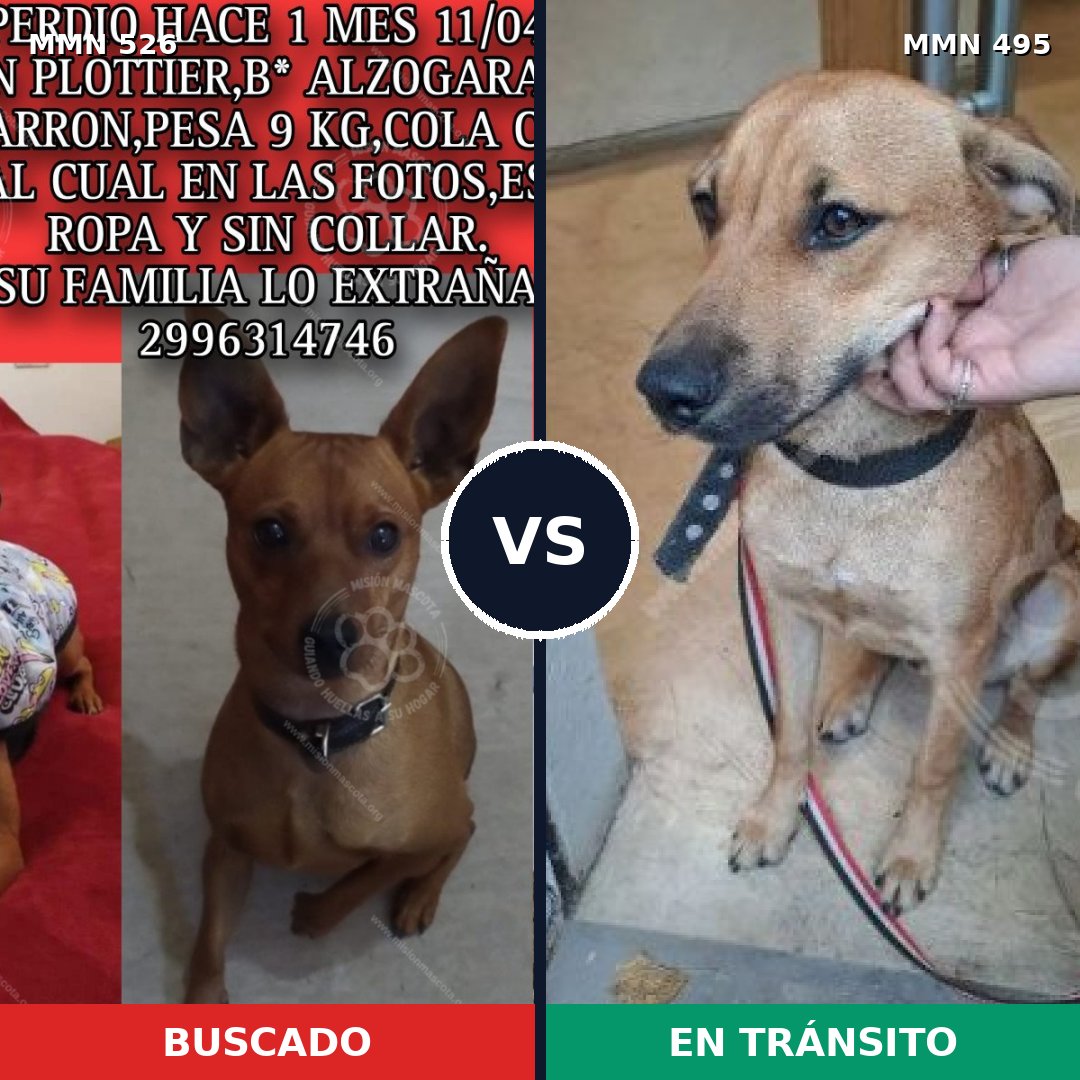 Comparativa MMS 16118: mascota perdida y mascota encontrada, 26% de similitud