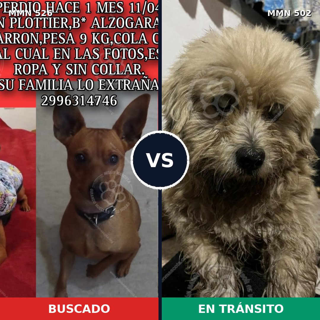 Comparativa MMS 16119: mascota perdida y mascota encontrada, 39% de similitud