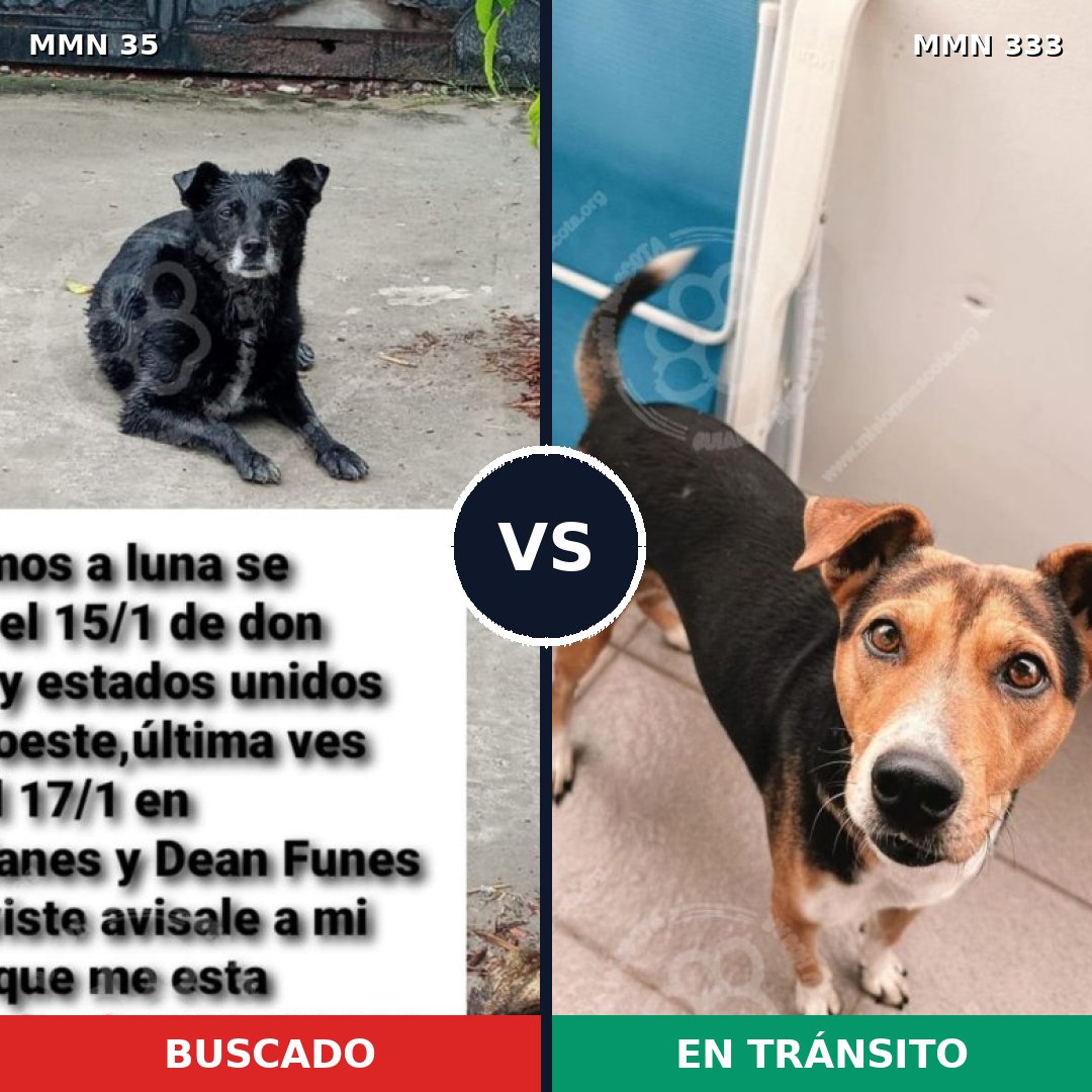 Comparativa MMS 1612: mascota perdida y mascota encontrada, 71% de similitud