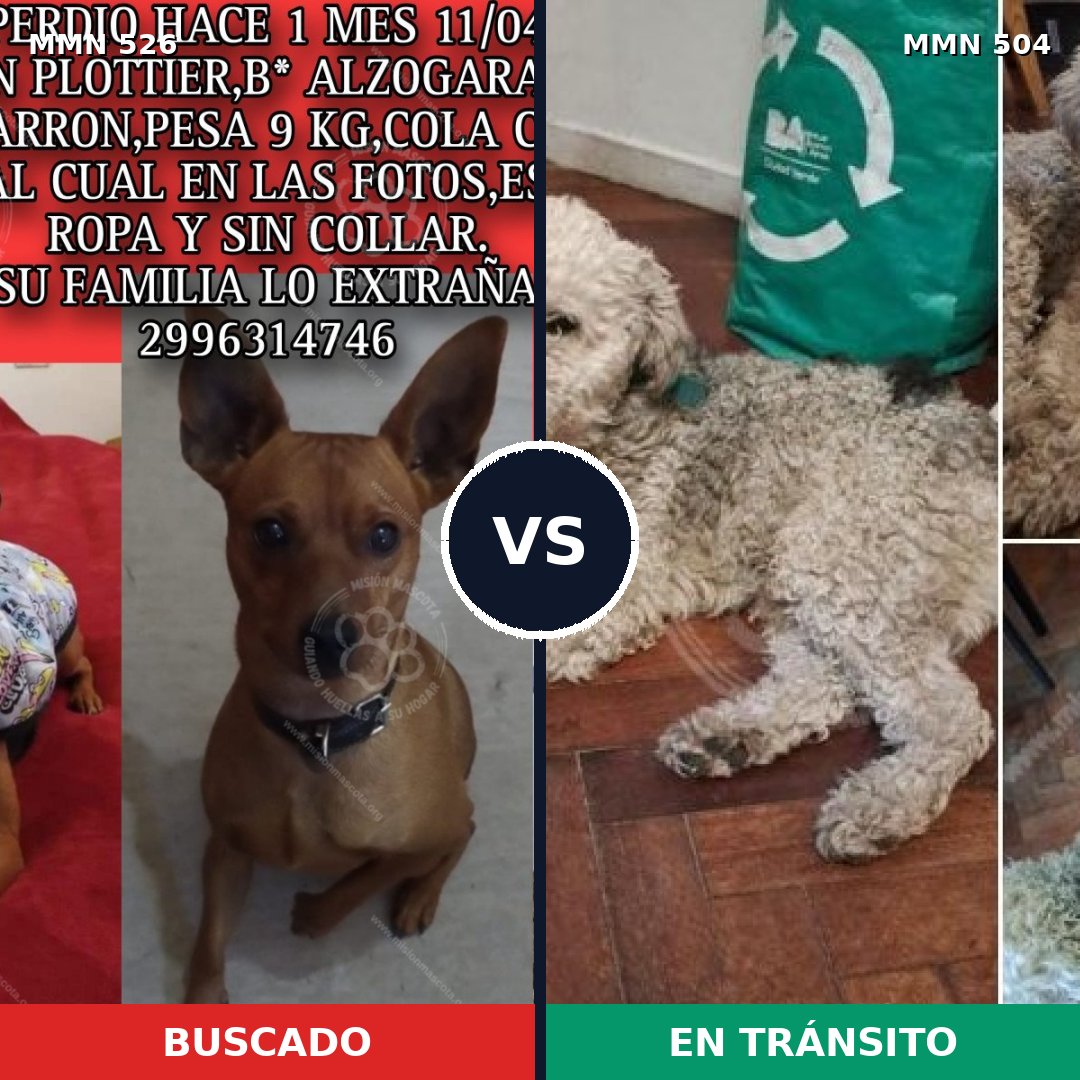 Comparativa MMS 16120: mascota perdida y mascota encontrada, 28% de similitud
