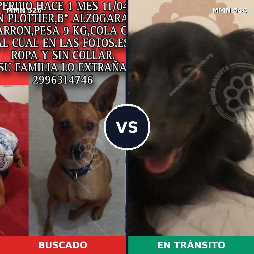 Comparativa MMS 16124: mascota perdida y mascota encontrada, 33% de similitud