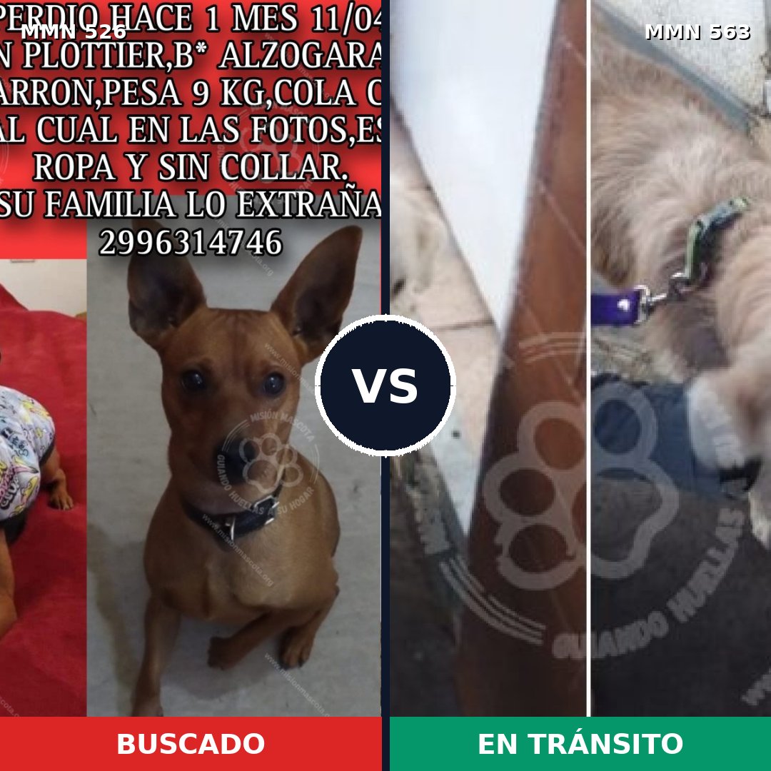 Comparativa MMS 16125: mascota perdida y mascota encontrada, 32% de similitud