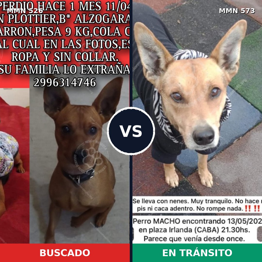 Comparativa MMS 16126: mascota perdida y mascota encontrada, 24% de similitud