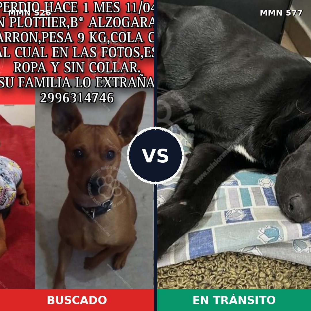 Comparativa MMS 16127: mascota perdida y mascota encontrada, 22% de similitud