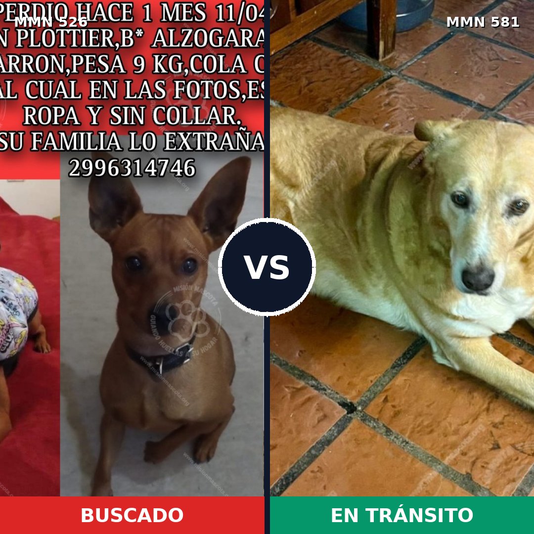 Comparativa MMS 16128: mascota perdida y mascota encontrada, 22% de similitud