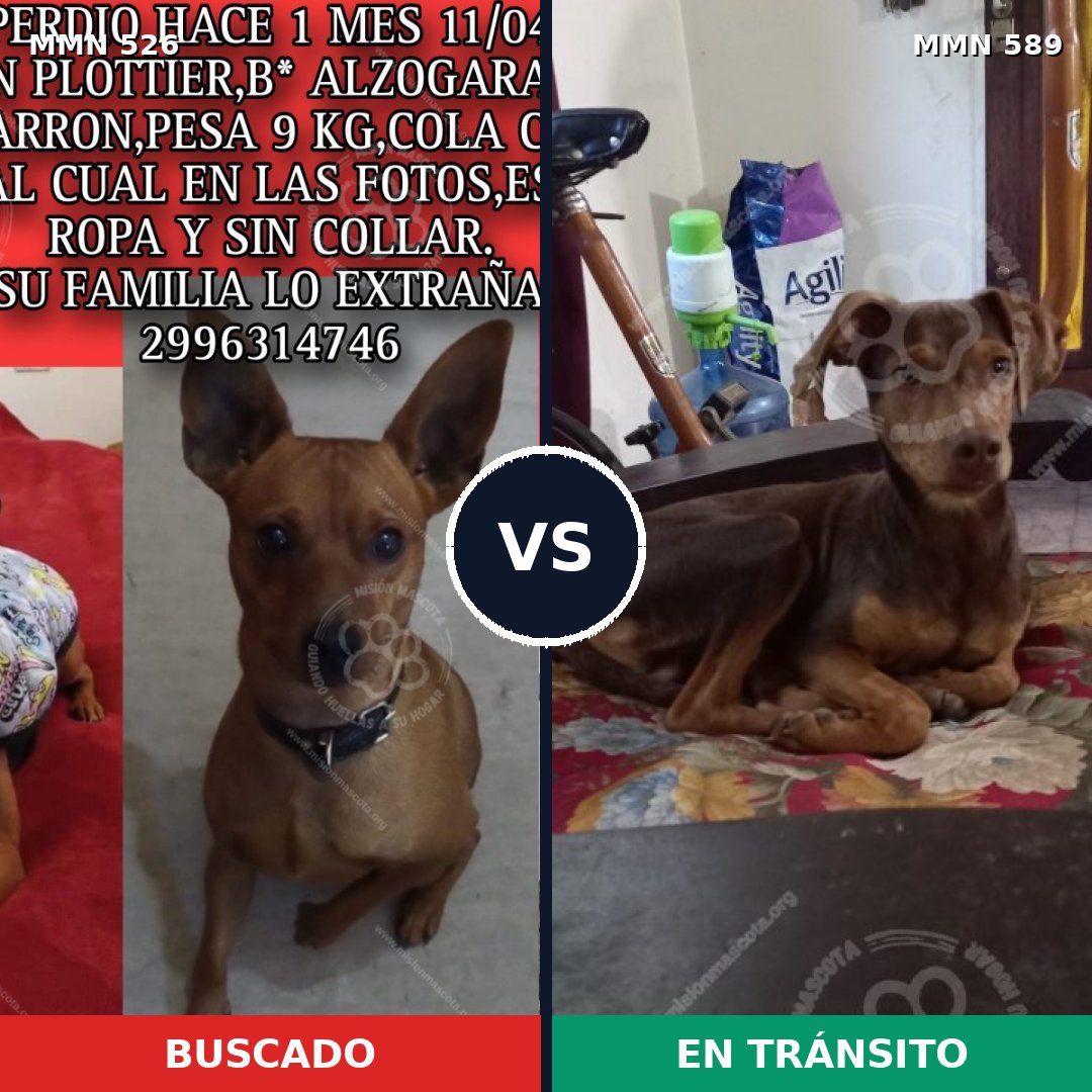 Comparativa MMS 16129: mascota perdida y mascota encontrada, 49% de similitud
