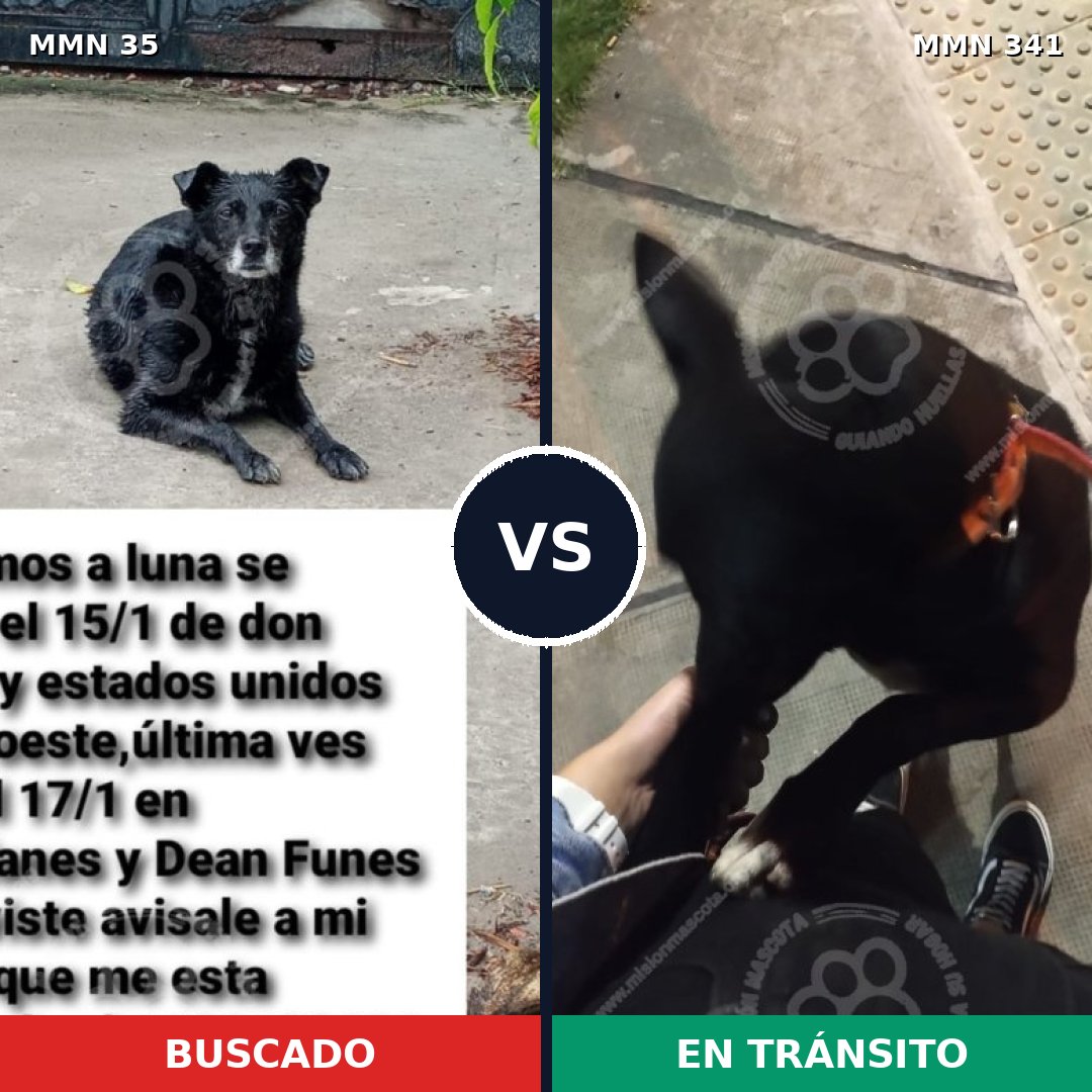 Comparativa MMS 1613: mascota perdida y mascota encontrada, 76% de similitud