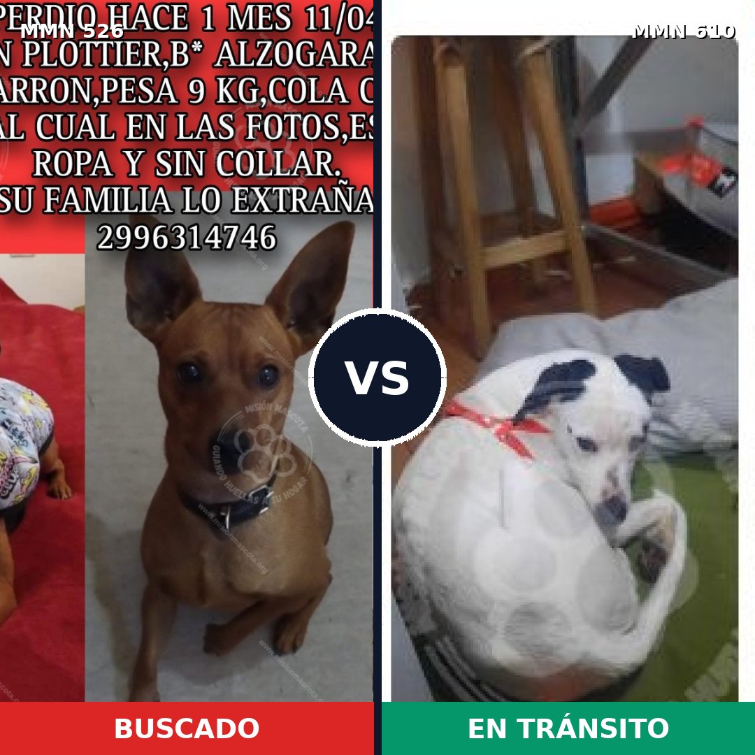 Comparativa MMS 16130: mascota perdida y mascota encontrada, 24% de similitud