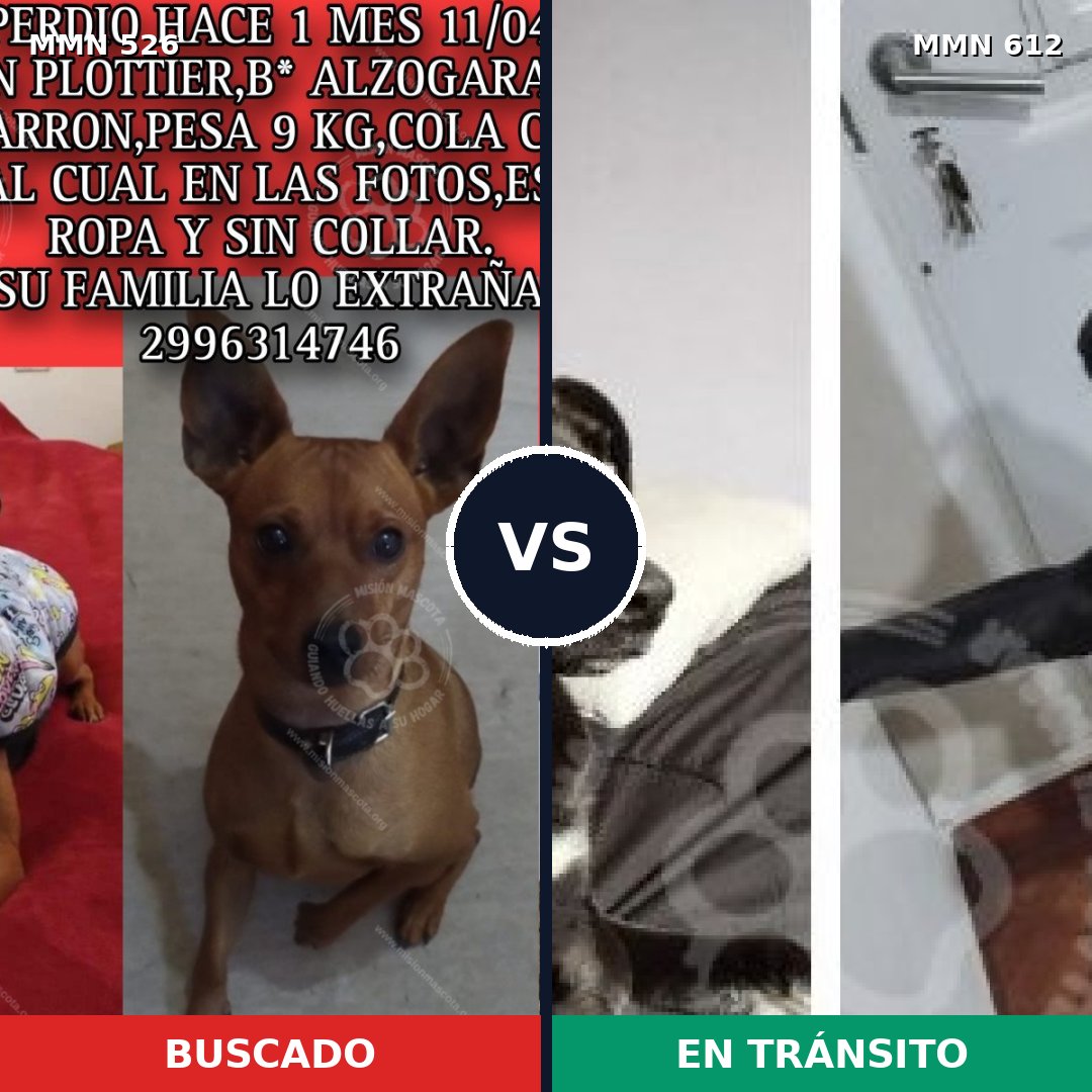 Comparativa MMS 16131: mascota perdida y mascota encontrada, 22% de similitud
