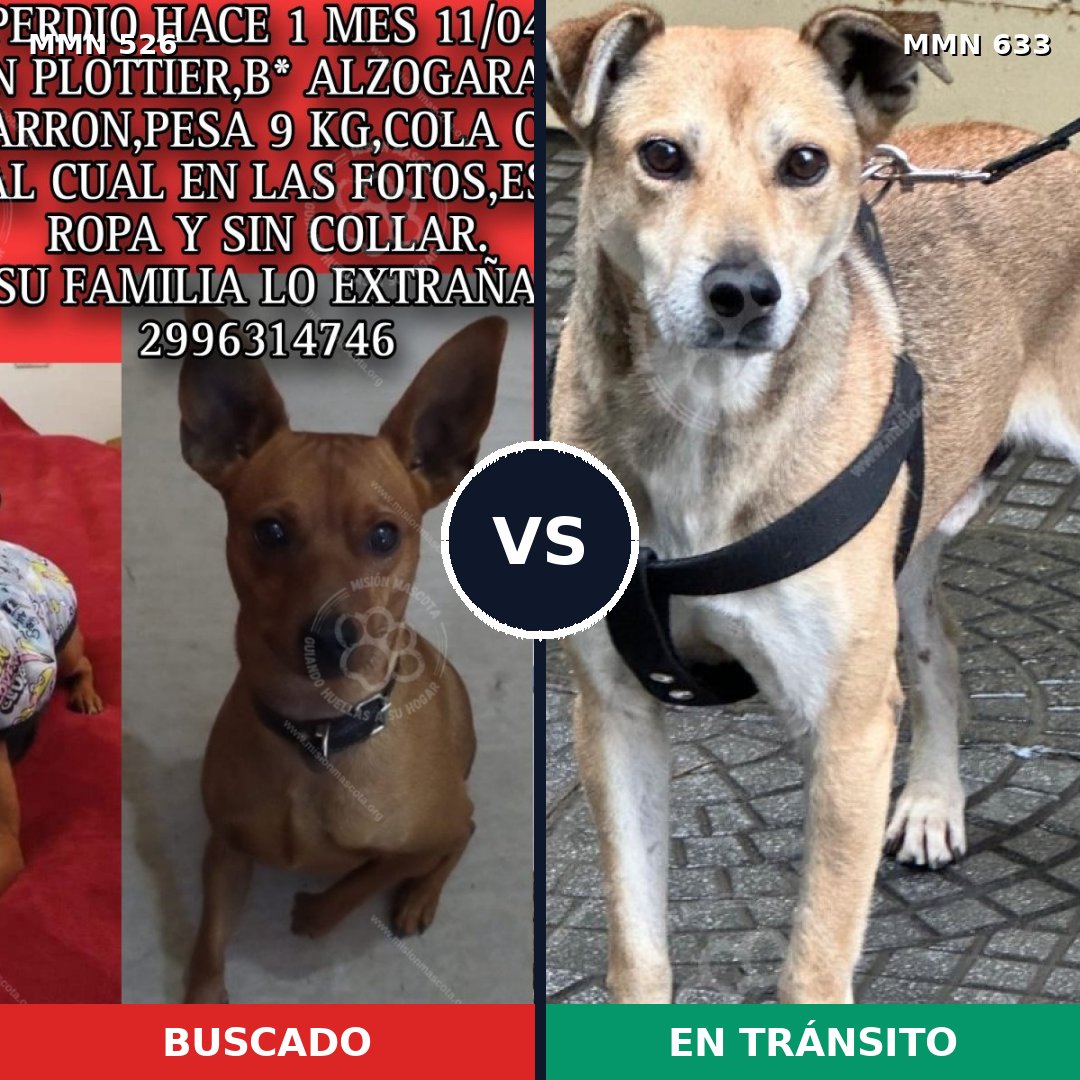 Comparativa MMS 16132: mascota perdida y mascota encontrada, 27% de similitud
